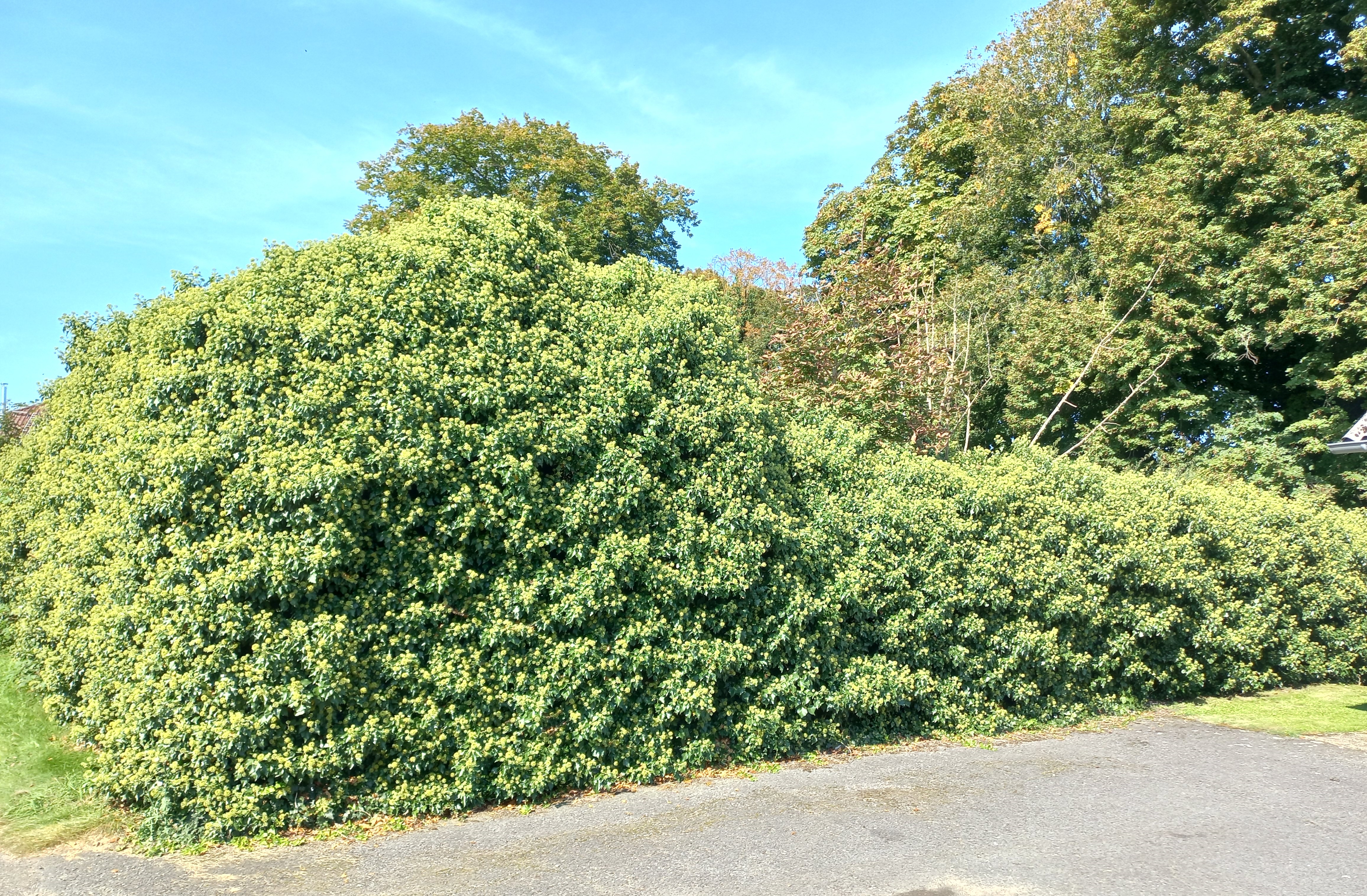 Efeubestand Dorsten-Altendorf-Ulfkotte